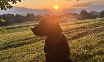 A black dog sits in the grass at sunset. The landscape is calm with mountains in the background.