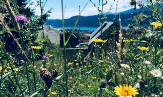 A colorful meadow with various flowers and green plants. In the background, mountains and a lake can be seen.