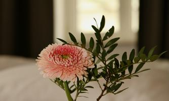 A beautiful flower in a glass vase is on a table. In the background, windows and curtains are visible.
