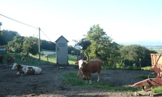 A rural scene with cows in a pasture. In the background, trees and a small shed are visible.