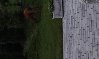 A deer is feeding on a green meadow. In the foreground, a paved path and a flowerpot are visible.