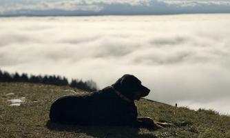 A dog is lying relaxed on a green meadow and gazing over a foggy landscape. The sky is clear and the view is impressive.