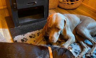 Two dogs are comfortably lying in front of a fireplace in a wooden room. The fire flickers, creating a warm atmosphere.