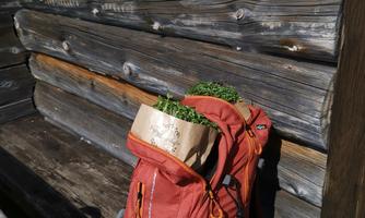 A red backpack stands against a wood-paneled wall. Fresh plants are visible on the backpack.