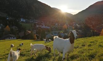 Two goats are standing on a green meadow overlooking a valley. In the background, the sun can be seen setting behind the mountains.
