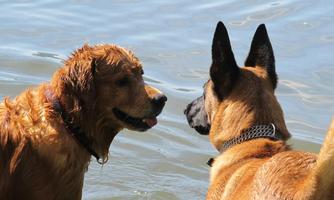 Two dogs, a Golden Retriever and a Belgian Shepherd, are standing in the water. They seem to be playing with each other and have wet fur.