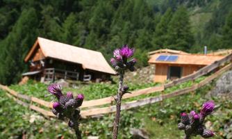 A mountain landscape with blooming thistles in the foreground. In the background, two traditional wooden houses and numerous trees can be seen.