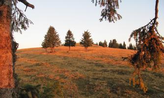 A gentle hilly landscape with a few trees in the evening light. The sky is clear and radiates in soft colors.