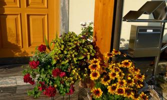 An inviting entrance with colorful potted flowers. The sunny sunflowers and red plants give the entrance a friendly charm.