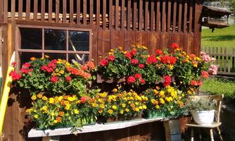 Colorful flowers in boxes against a wooden wall. In the background, there is a green field and a fence.