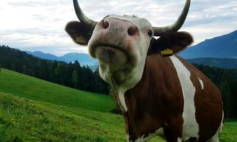 A cow stands in a green meadow in front of a picturesque mountain landscape. The sky is cloudy and the surroundings feel peaceful.