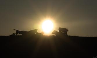 A silhouette of cows against a sunset. The sun shines brightly behind the animals.