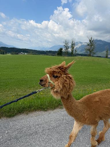 Lama- und Alpaka-Wanderungen