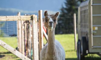 A llama is standing in a meadow next to a fence. In the background, trees and a trailer are visible.