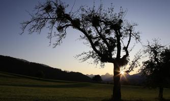 A single tree stands with silhouetted branches against a gentle hilly landscape. The sun rises behind the mountains, bathing the scene in warm light.