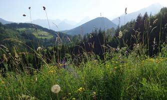 A blooming meadow with colorful flowers and tall grass. In the background, gentle mountains and a clear sky can be seen.