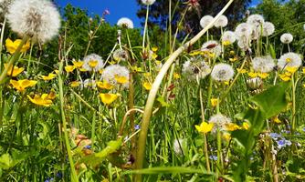A colorful meadow area with yellow flowers and dandelions. The sky is blue and sunny, creating a cheerful atmosphere.