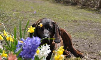 A dog lies relaxed on the ground and looks at the camera. Colorful flowers bloom around it.