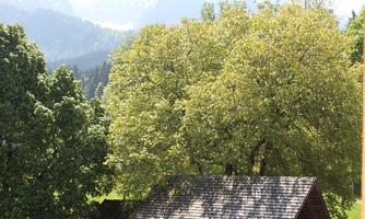 A cozy wooden house surrounded by tall trees and green meadows. In the background, the majestic mountains are visible.