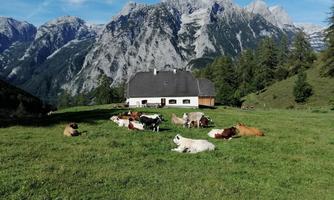 An idyllic alpine landscape with a farmhouse and grazing cows. In the background, impressive mountains and a bright blue sky can be seen.