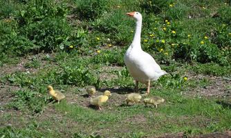 A white goose stands on a green meadow with dandelions. Around her, small yellow chicks are running.