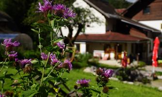 A beautiful garden with purple flowers in the foreground. In the background, a traditional house can be seen.