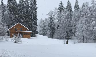 A cozy wooden house in the snow, surrounded by towering, snow-covered fir trees. The landscape is wintry and inviting.