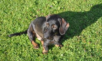 A small black dog is sitting on the green grass. The sun is shining on him and casting a shadow.