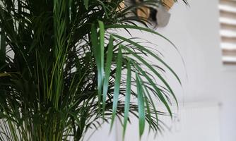 A large plant in a pot stands in the room. In the background, modern decorative elements are visible on the wall.
