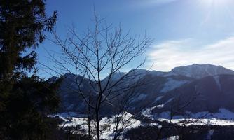 A clear view of snow-covered mountains under a blue sky. In the foreground stands a bare tree.