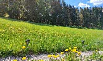 A green meadow with yellow dandelion flowers and small lamps. In the background, tall trees and a blue sky can be seen.