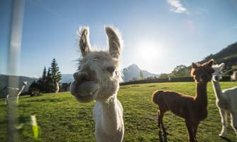 A group of alpacas on a green meadow in the sunlight. In the background, there are mountains and a clear sky.
