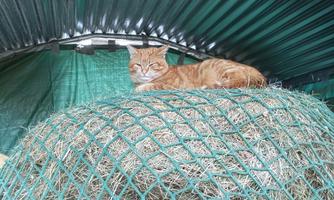A cat is lying on a hay bale in a barn. The room has a vaulted metal roof and is partially lined with green.