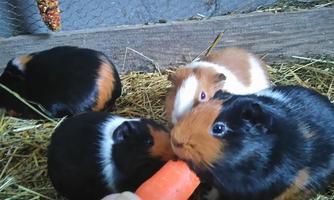 Four guinea pigs are eating a carrot on a bed of hay. They are of different colors, mainly black, brown, and white.