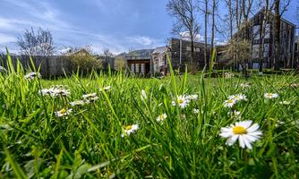 A meadow with green grasses and many daisies. In the background, modern buildings and trees can be seen.