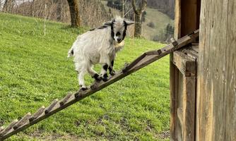 A small goat is climbing a wooden ramp up to a barn. In the background, gentle hills and trees can be seen.