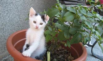 A sweet cat sits in a flower pot next to a plant. She has white fur with black spots.