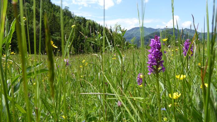 Orchideenwiese Laussa