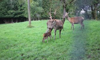 A group of deer on a green meadow. A deer with a fawn stands in the middle, while two other deer stand in the background.