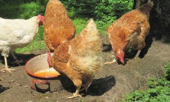 Three chickens are eating from a container on the ground. In the background, there are green bushes and another chicken visible.