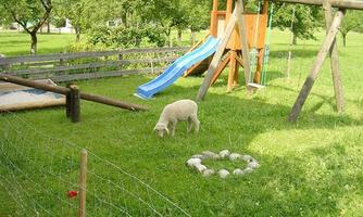 A sheep is grazing on a green meadow in a play area. In the background, a slide and a swing can be seen.