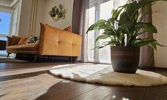 A bright living space with a comfortable orange sofa. In the foreground, there is a large plant on a soft rug.