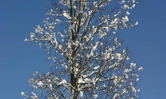 A single tree, covered with snow, stands before a clear blue sky. The winter landscape is quiet and picturesque.