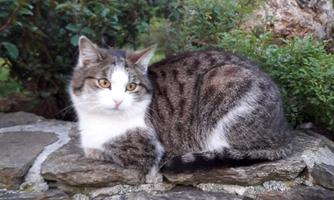 A cozy cat is lying on a pile of stones. She has striped fur and is curiously looking at the camera.