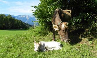A cow is standing next to her calf in a green meadow. In the background, mountains and trees are visible.