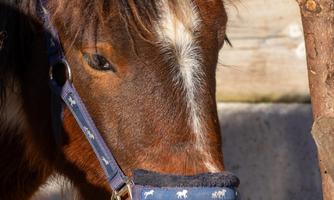 A brown horse with a colorful halter stands in front of a wooden stable. It has a gentle mane and looks curiously.
