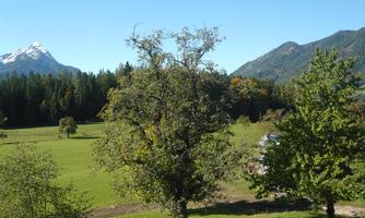 A picturesque landscape with a green field, a large group of trees, and mountains in the background. The sky is clear and blue, creating a peaceful atmosphere.