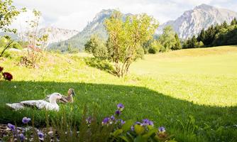 Two ducks relax on a green meadow with mountains in the background. The landscape is peaceful and sunny, surrounded by colorful flowers.