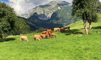 A group of cows grazes on a green meadow in the mountains. In the background, there are high mountains and a blue sky with some clouds.