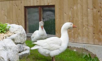 Two white geese are standing in a green garden in front of a wooden wall. In the background, you can see a window.